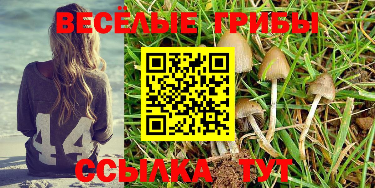 Псилоцибиновые грибы Psilocybine cubensis Алексин